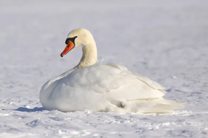 Framed Print : Resting Mute swan -Cygnus olor- in winter in snow Framed Print : Resting Mute swan -Cygnus olor- in winter in snow