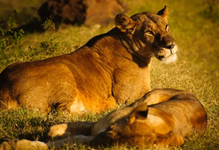 Framed Print : Resting Pride of Lions Framed Print : Resting Pride of Lions