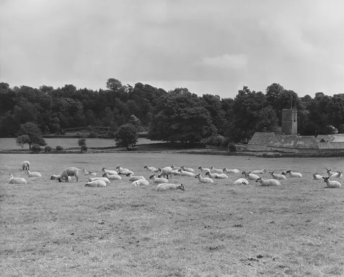 Framed Print : Resting Sheep Framed Print : Resting Sheep