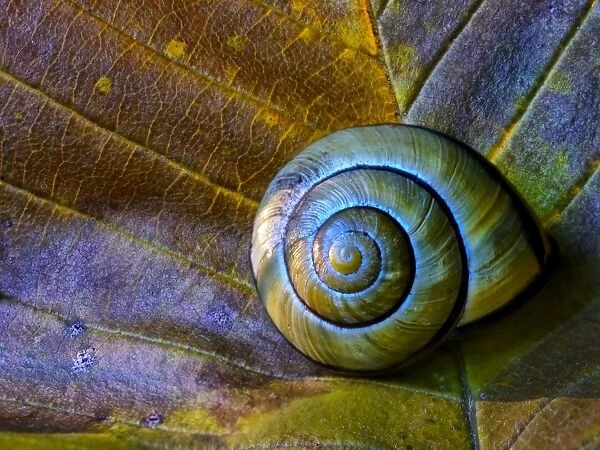 Resting snail