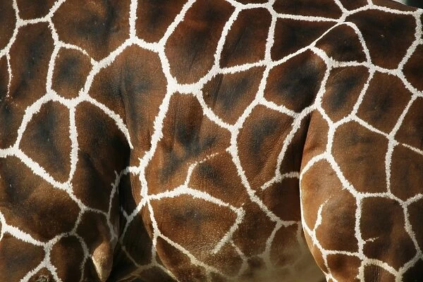 Reticulated Giraffe -Giraffa camelopardalis reticulata-, fur, detail, captive