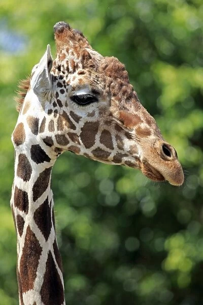Reticulated Giraffe -Giraffa camelopardalis reticulata-, adult, portrait, captive, Miami, Florida, USA
