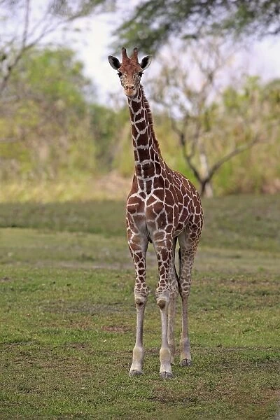 Reticulated Giraffe -Giraffa camelopardalis reticulata-, adult, captive, Miami, Florida, USA