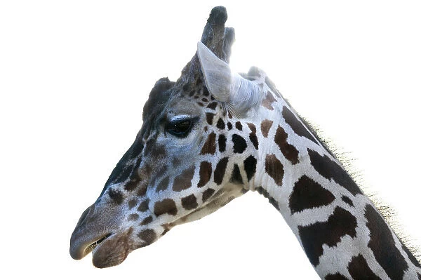 Reticulated Giraffe -Giraffa camelopardalis reticulata-, portrait, Wilhelma, Stuttgart, Germany, Europe