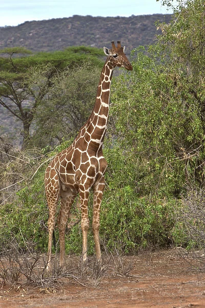 Reticulated Giraffe -Giraffa camelopardalis reticulata-, Samburu National Reserve, Kenya, East Africa, PublicGround