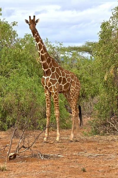 Reticulated Giraffe -Giraffa camelopardalis reticulata-, Samburu National Reserve, Kenya, East Africa, PublicGround