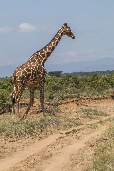 Reticulated Giraffe (giraffa Camelopardalis Reticulata), Samburu National Park, Kenya