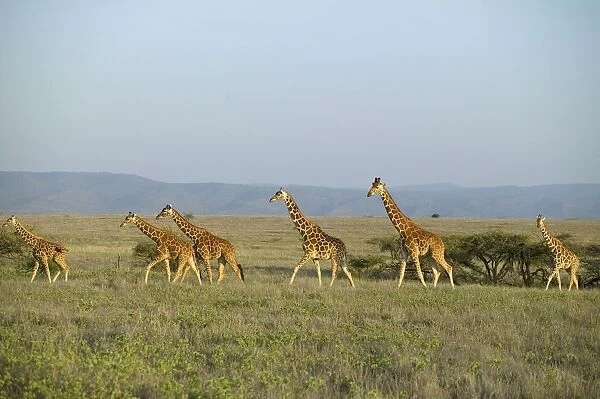 Reticulated Giraffe (Giraffa camelopardalis reticulata) Herd on an Open Plain
