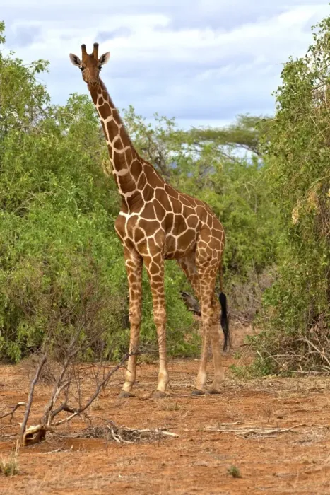 Framed Print : Reticulated Giraffe -Giraffa camelopardalis reticulata-, Samburu National Reserve, Kenya, East Africa, PublicGround Framed Print : Reticulated Giraffe -Giraffa camelopardalis reticulata-, Samburu National Reserve, Kenya, East Africa, PublicGround
