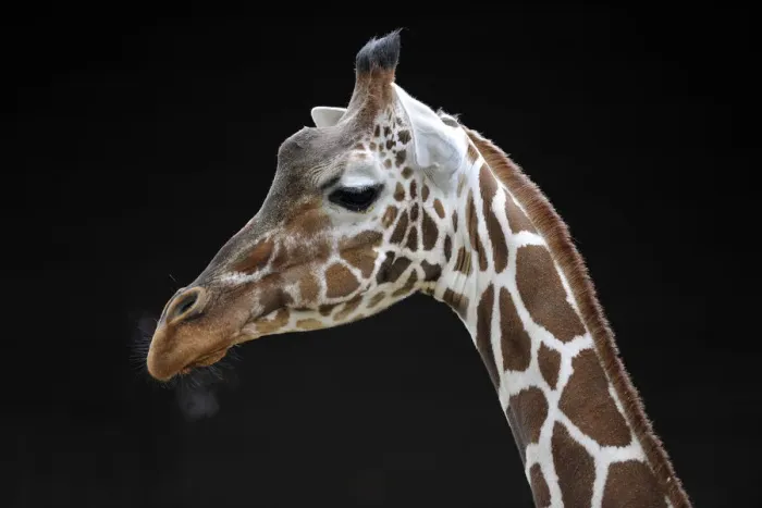 Framed Print : Reticulated giraffe (Giraffa camelopardalis reticulata), portrait Framed Print : Reticulated giraffe (Giraffa camelopardalis reticulata), portrait