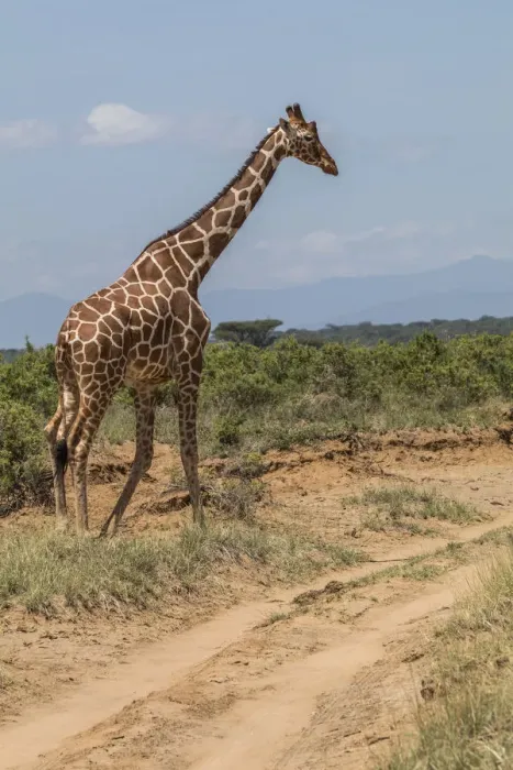 Framed Print : Reticulated Giraffe (giraffa Camelopardalis Reticulata), Samburu National Park, Kenya Framed Print : Reticulated Giraffe (giraffa Camelopardalis Reticulata), Samburu National Park, Kenya