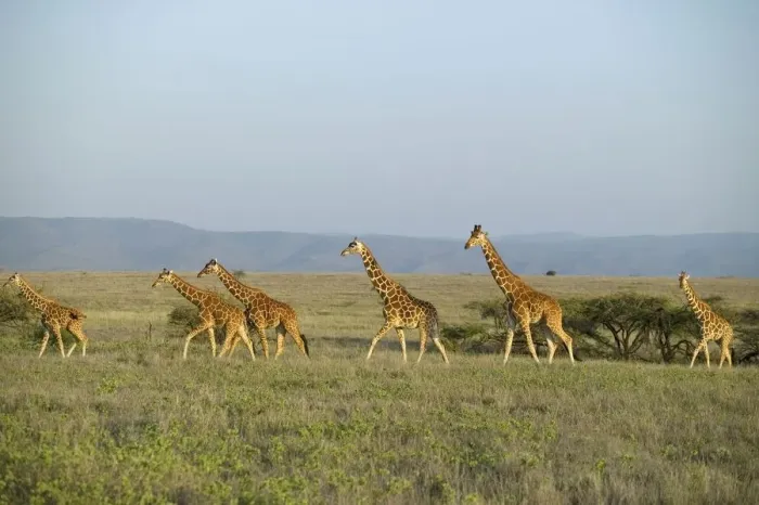 Framed Print : Reticulated Giraffe (Giraffa camelopardalis reticulata) Herd on an Open Plain Framed Print : Reticulated Giraffe (Giraffa camelopardalis reticulata) Herd on an Open Plain