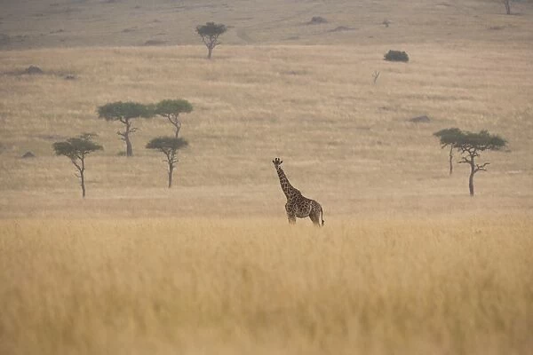 Reticulated giraffe, Kenya
