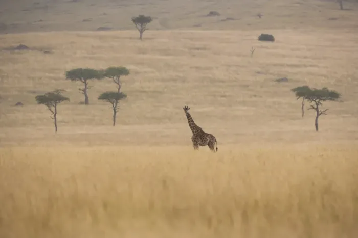 Framed Print : Reticulated giraffe, Kenya