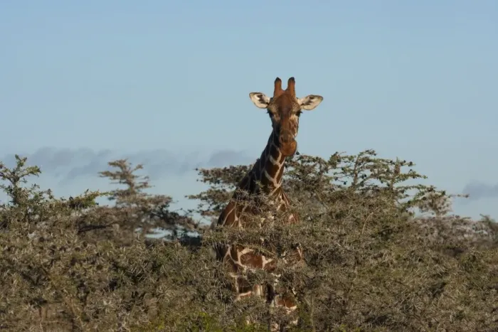 Framed Print : Reticulated giraffe, Kenya