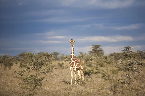 Reticulated giraffe, Kenya