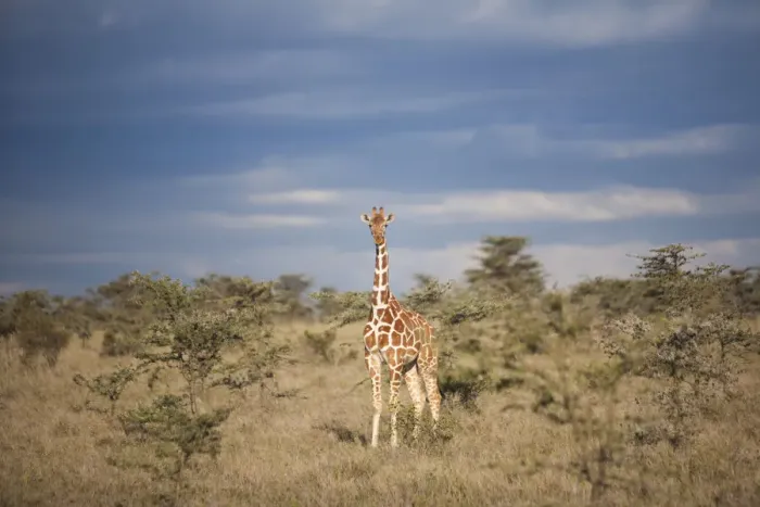 Framed Print : Reticulated giraffe, Kenya Framed Print : Reticulated giraffe, Kenya