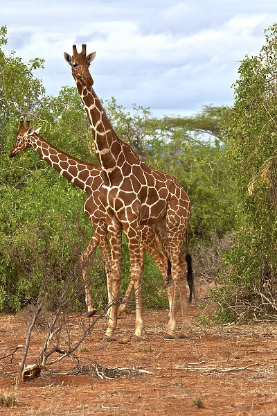 Reticulated Giraffes -Giraffa camelopardalis reticulata-, Samburu National Reserve, Kenya, East Africa, PublicGround