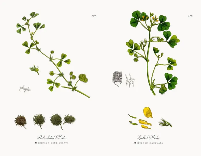 Framed Print : Reticulated Medic, Medicago denticulata, Victorian Botanical Illustration, 1863 Framed Print : Reticulated Medic, Medicago denticulata, Victorian Botanical Illustration, 1863