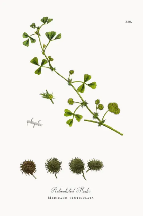 Framed Print : Reticulated Medic, Medicago denticulata, Victorian Botanical Illustration, 1863 Framed Print : Reticulated Medic, Medicago denticulata, Victorian Botanical Illustration, 1863