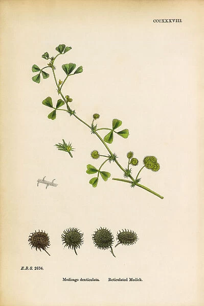 Reticulated Medic, Medicago denticulata, Victorian Botanical Illustration, 1863