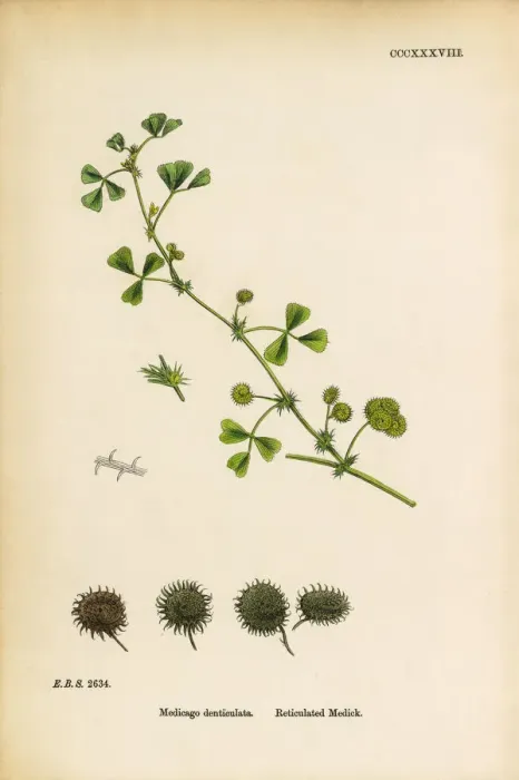 Framed Print : Reticulated Medic, Medicago denticulata, Victorian Botanical Illustration, 1863 Framed Print : Reticulated Medic, Medicago denticulata, Victorian Botanical Illustration, 1863