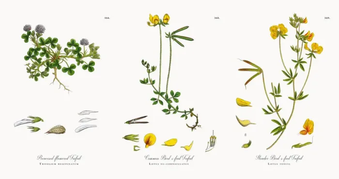 Framed Print : Reversed-flowered Trefoil, Trifolium resupinatum, Victorian Botanical Illustration, 1863 Framed Print : Reversed-flowered Trefoil, Trifolium resupinatum, Victorian Botanical Illustration, 1863