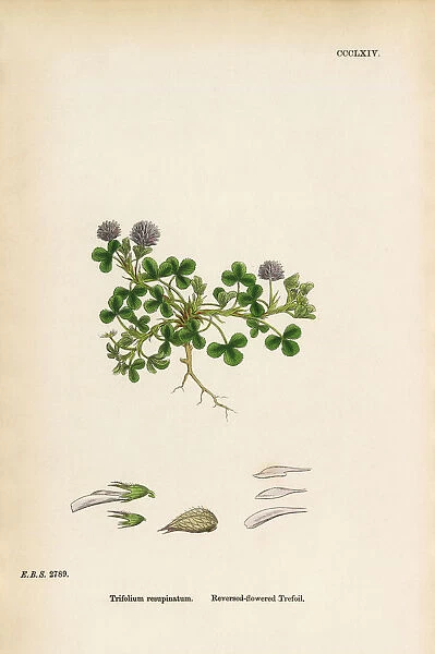 Reversed-flowered Trefoil, Trifolium resupinatum, Victorian Botanical Illustration, 1863