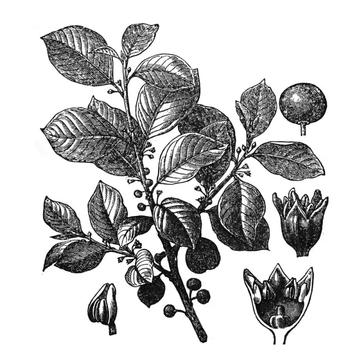 Framed Print : Rhamnus frangula, (Frangula alnus) Framed Print : Rhamnus frangula, (Frangula alnus)