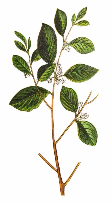 Framed Print : Rhamnus frangula, (Frangula alnus), the alder buckthorn Framed Print : Rhamnus frangula, (Frangula alnus), the alder buckthorn