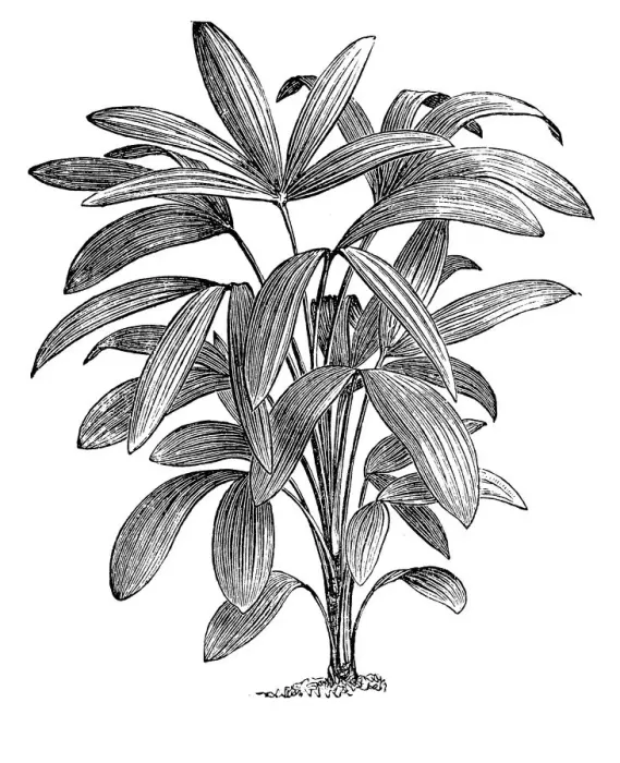Framed Print : Rhapis excelsa also known as broadleaf lady palm or the lady palm