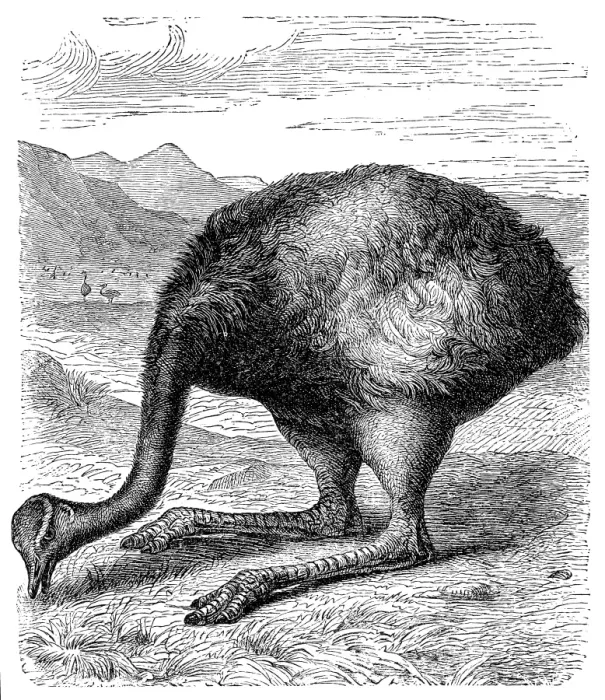 Framed Print : Rhea or nandu bird (rhea americana) Framed Print : Rhea or nandu bird (rhea americana)