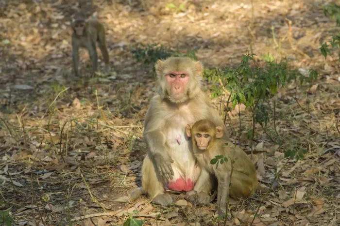Framed Print : Rhesus macaque -Macaca mulatta- with young, Rajasthan, India Framed Print : Rhesus macaque -Macaca mulatta- with young, Rajasthan, India