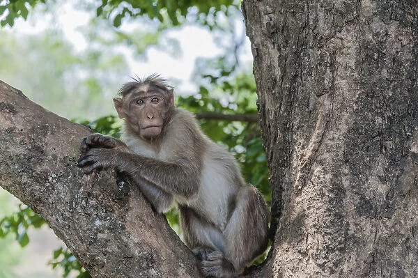 Rhesus monkey -Macaca mulatta-, Mudumalai Wildlife Sanctuary, Tamil Nadu, India