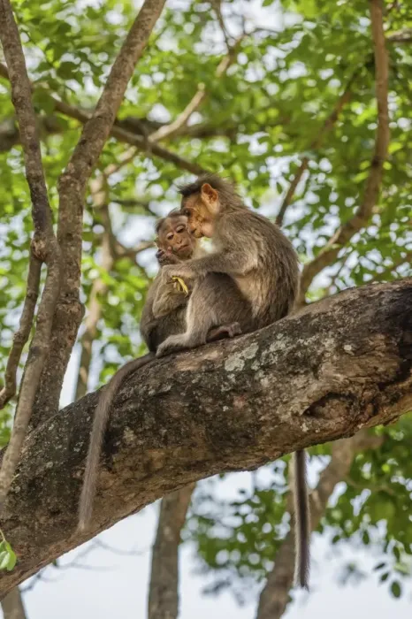 Framed Print : Two rhesus monkeys -Macaca mulatta-, juveniles, Mudumalai Wildlife Sanctuary, Tamil Nadu, India