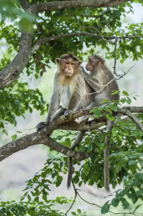 Framed Print : Rhesus monkeys -Macaca mulatta- grooming, Mudumalai Wildlife Sanctuary, Tamil Nadu, India