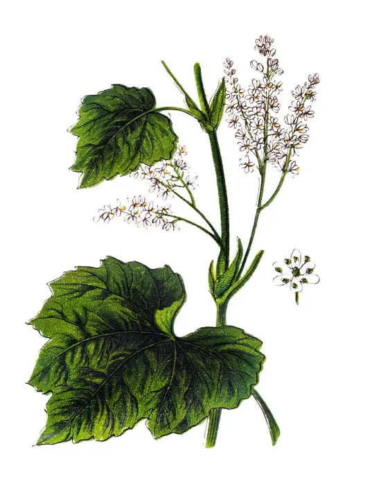 Framed Print : Rheum officinale, the Chinese rhubarb or Tibetan rhubarb Framed Print : Rheum officinale, the Chinese rhubarb or Tibetan rhubarb