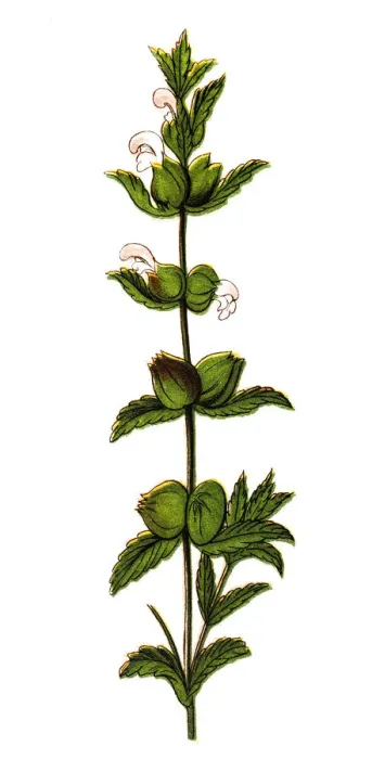 Framed Print : Rhinanthus minor, the yellow rattle, little yellow rattle, hayrattle or cockscomb Framed Print : Rhinanthus minor, the yellow rattle, little yellow rattle, hayrattle or cockscomb