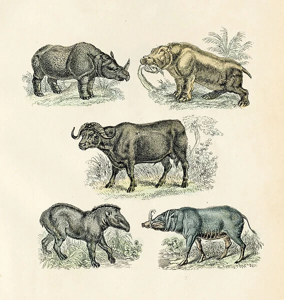 Rhino, buffalo, tapir, hippopotamus engraving 1872