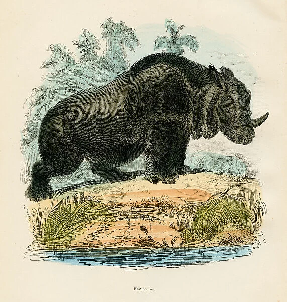 Rhinoceros engraving 1893