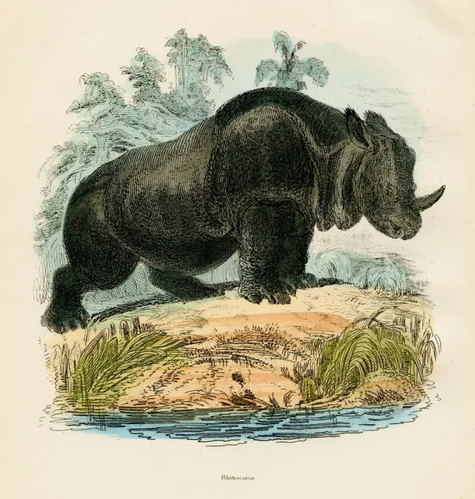 Framed Print : Rhinoceros engraving 1893 Framed Print : Rhinoceros engraving 1893