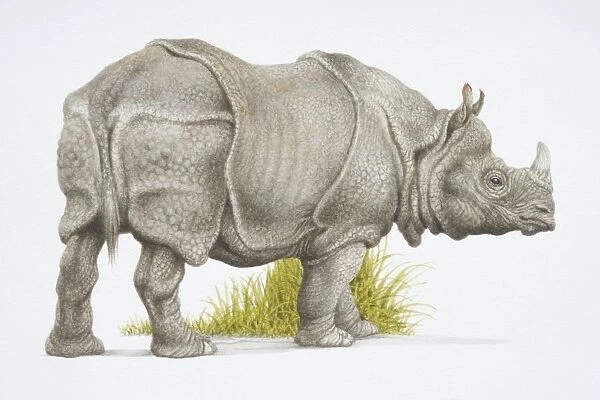 Rhinoceros unicornis, Indian rhinoceros, side view