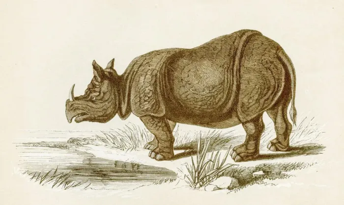 Framed Print : Rhinocerus engraving 1851 Framed Print : Rhinocerus engraving 1851
