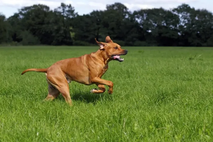 Framed Print : Rhodesian Ridgeback, two year-old male, on the move, running over a meadow Framed Print : Rhodesian Ridgeback, two year-old male, on the move, running over a meadow
