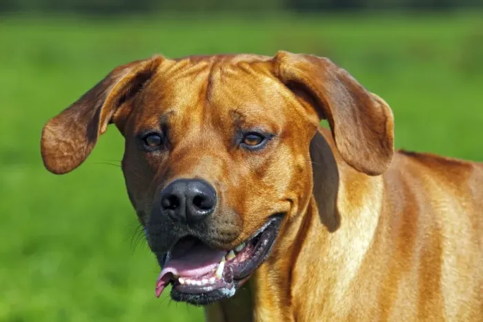 Framed Print : Rhodesian Ridgeback, two year-old male, portrait