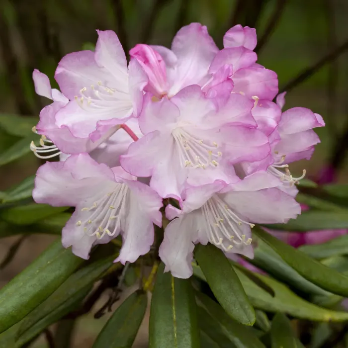 Framed Print : Rhododendron, Germany Framed Print : Rhododendron, Germany