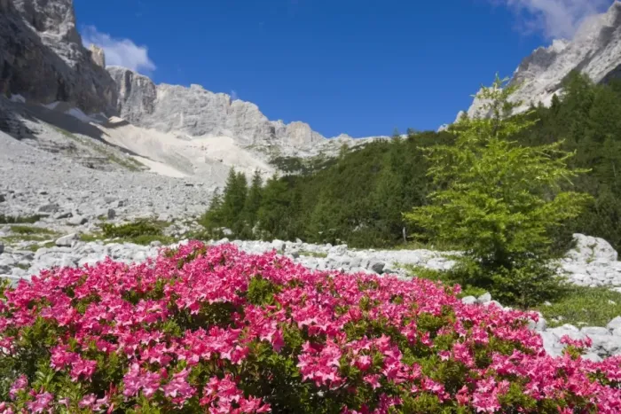 Framed Print : Rhododendrons, Garland Rhododendron, Hairy Alpine-rose, Alpen Rose, Alpine Rose, Alpenrose, Snow-rose (Rhododendron hirsutum) near Sorapis Lake, Gruppo del Sorapiss, Dolomites, Alto Adige, South Tirol, Alps, Italy, Europe Framed Print : Rhododendrons, Garland Rhododendron, Hairy Alpine-rose, Alpen Rose, Alpine Rose, Alpenrose, Snow-rose (Rhododendron hirsutum) near Sorapis Lake, Gruppo del Sorapiss, Dolomites, Alto Adige, South Tirol, Alps, Italy, Europe