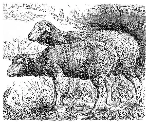 Rhoen sheep
