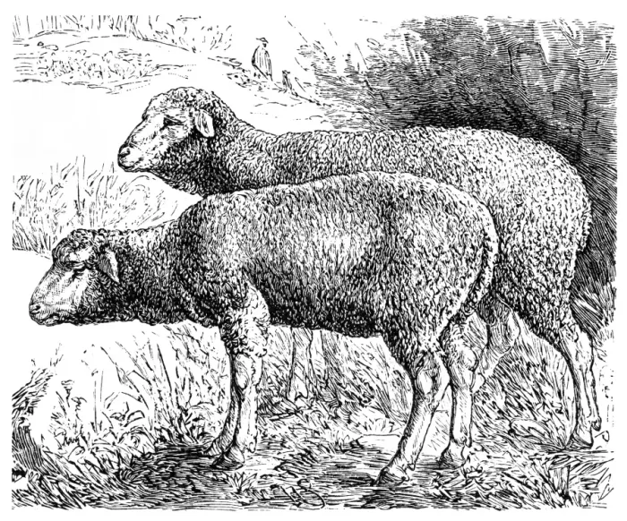 Framed Print : Rhoen sheep Framed Print : Rhoen sheep