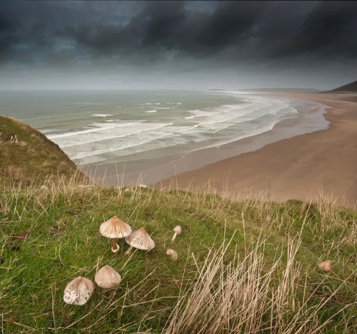 Framed Print : Rhossili Bay and Fungi Framed Print : Rhossili Bay and Fungi